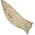 أنواع خط إنتاج خبز السنغك